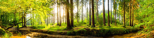 panorama de floresta - tree tree trunk forest glade imagens e fotografias de stock