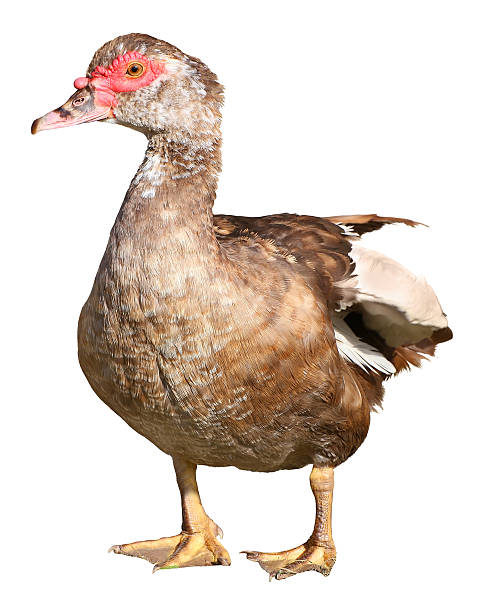 istock Muscovy Duck Cairina moschata isolated on white background with clipping 610049454