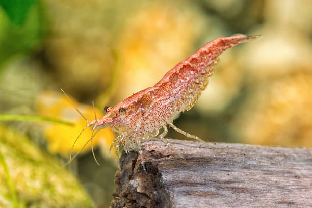 istock Freshwater shrimp closeup shot in aquarium (genus Neocaridina) 610050558