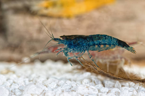 istock Freshwater shrimp closeup shot in aquarium (genus Neocaridina) 610050560