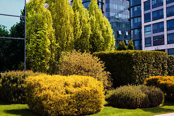 landscaping of the park landscaping of the park around the building, note shallow depth of field quickset stock pictures, royalty-free photos & images