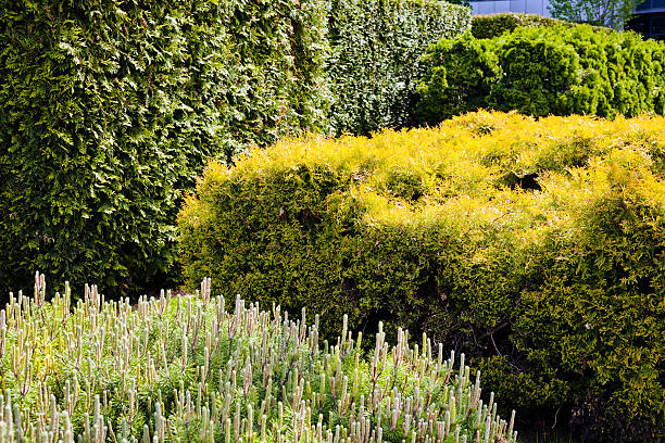 landscaping of the park landscaping of the park around the building, note shallow depth of field quickset stock pictures, royalty-free photos & images