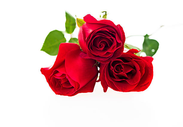istock Group of red roses 610051798