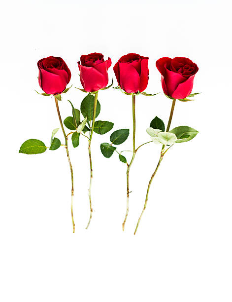 istock Group of red roses 610051822