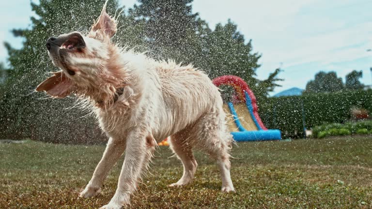 SLO MO Golden retriever shaking off water