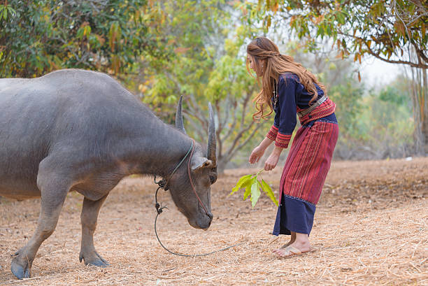 istock Asian lady try to feed buffalo with leave 610114298