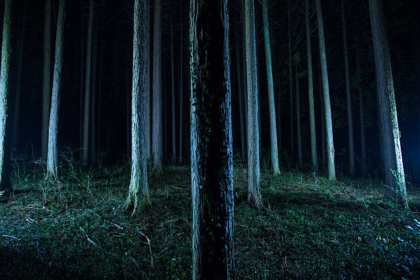 istock Trees in the forest lit up at night 610115326