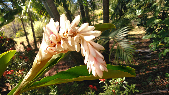 Alpinia White Ginger flower bathed in sulight within the Costa Rican forest.