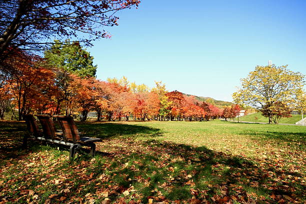 istock autumn leaves in the park 610116264