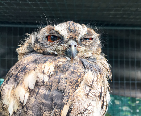 Funny sleepy owl with one eye open.