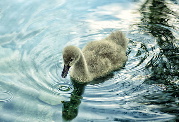 istock Black swan little cygnet on water 610118294