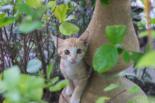 istock sweet orange baby cat 610119032