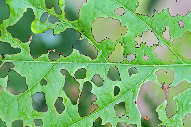 istock The leaves are eaten by insects. 610121208