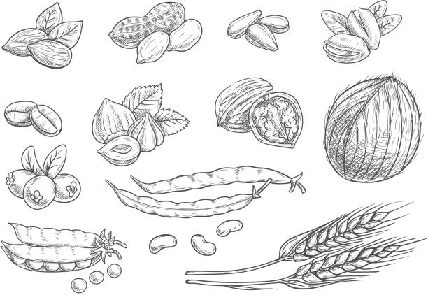 illustrations, cliparts, dessins animés et icônes de écrous, icônes d’esquisse au crayon à grain sur tableau noir - walnut nut isolated white background