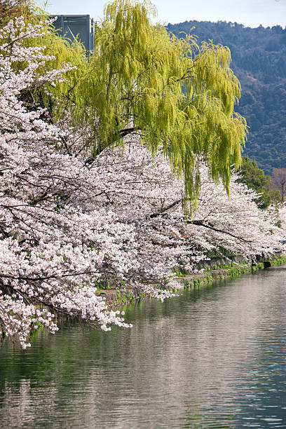 istock Cherry tree of Okazaki,Kyoto 610122666