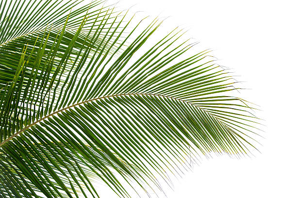 istock plam leaves isolated on the white 610124352