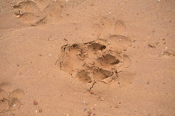 istock dog footprint on beach 610125018