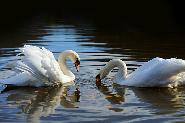 istock Swan in the lake 610126284