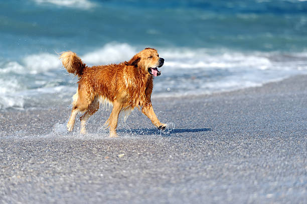 Young golden retriever running on the beach