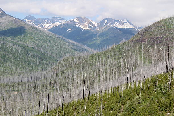istock Wood and Mountain Scene 610126438