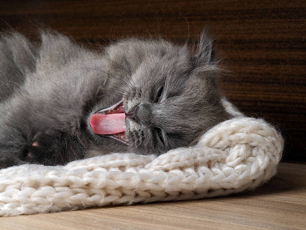 istock Funny cat yawns widely. Gray kitten, fluffy, wide open jaws 610126502