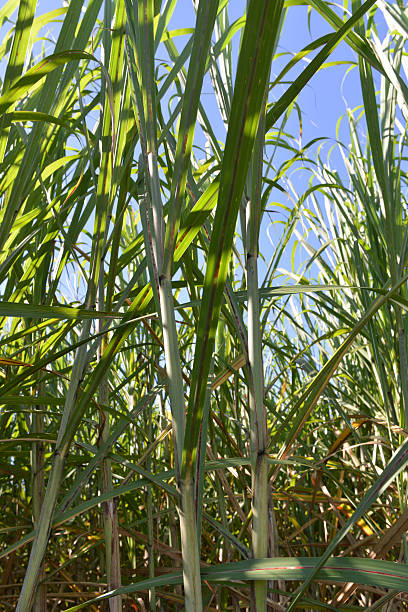istock Healthy Sugar Cane Plants 610126808