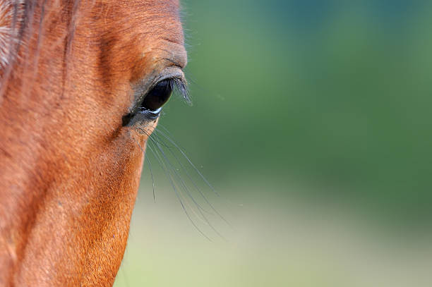 istock Eye of arabian bay horse 610127450