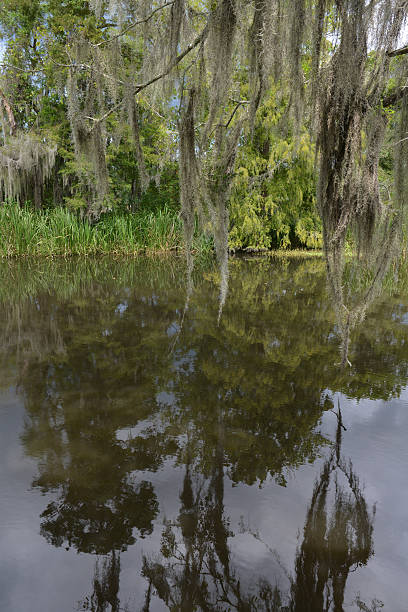 istock Bayou Landscape in Louisana, USA 610127696