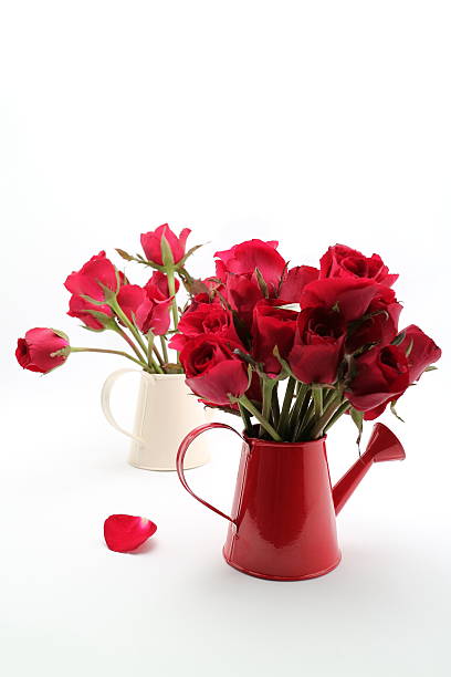 istock beautiful red rose with in watering can on white background 610128762