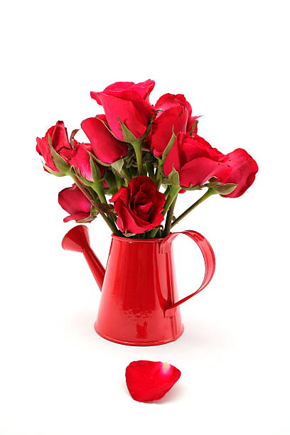 istock beautiful red rose with in red watering can on white background 610129310
