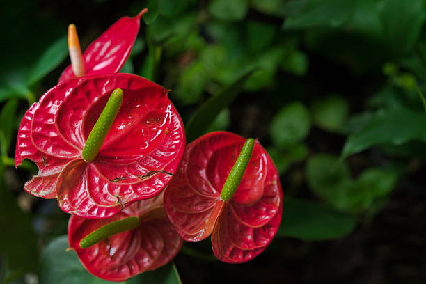 Red spadix flower has bug biting and dark green background. stock photo