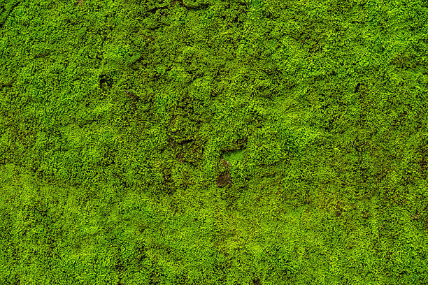 hojas de musgo en la pared es fondo - musgo fotografías e imágenes de stock