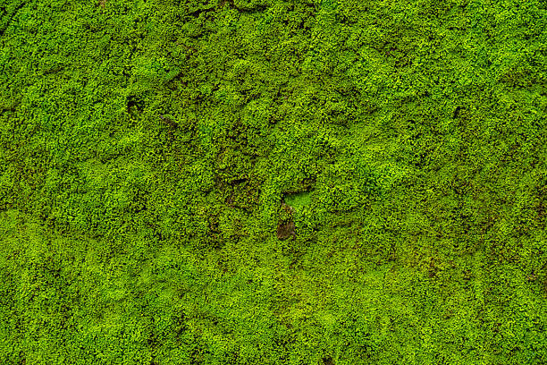 壁の苔の葉は背景です - コケ ストックフォトと画像