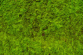 Moss leaves on wall is background