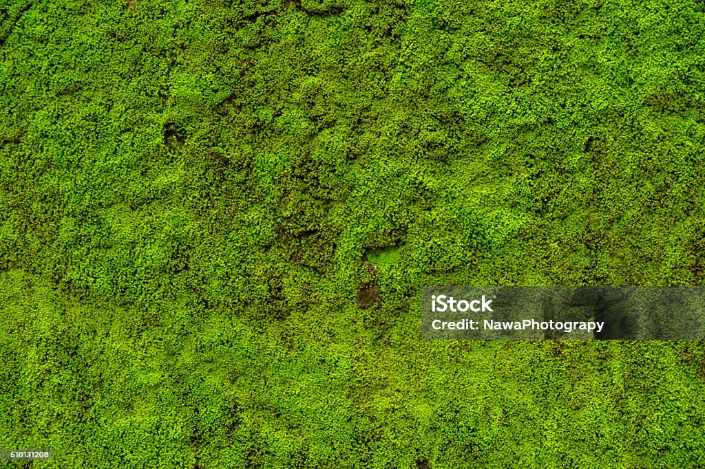 Moss leaves on wall is background moss texture from nature plant in tropical Moss Stock Photo