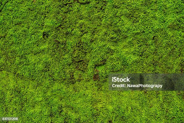 Moss Leaves On Wall Is Background Stock Photo - Download Image Now - Moss, Textured Effect, Green Color