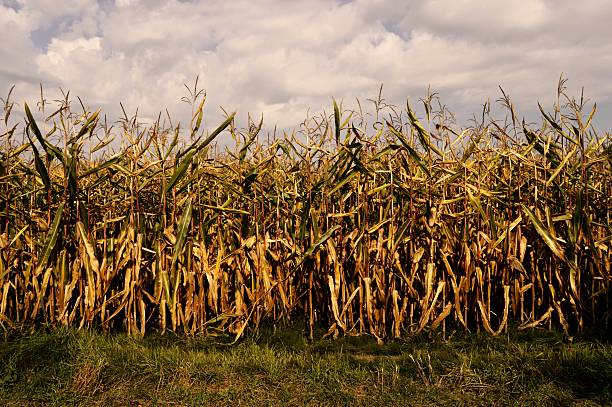 fleld de maíz en otoño - fleld fotografías e imágenes de stock