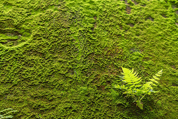 little fern leaves exuberant on moss wall stock photo