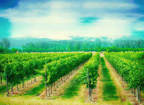 Grapevines Vineyard Landscape