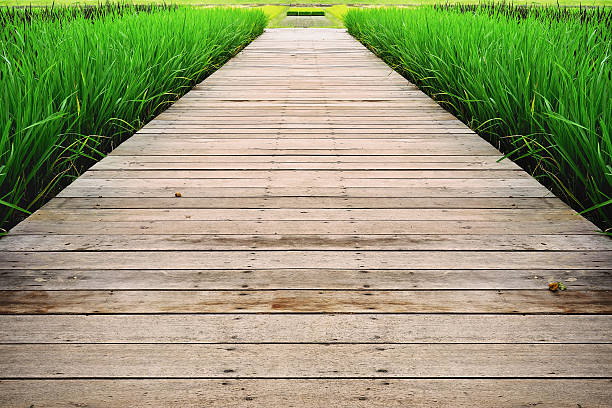 istock Wooden bridge perspective with rice seedlings 610132194