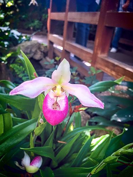 lady pantofola orchid - ladyslipper foto e immagini stock