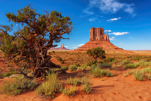 Trees and rocks in Monument Valley, Arizona Trees and rocks in Monument Valley, Arizona monument valley stock pictures, royalty-free photos & images