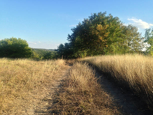 istock autumn landscape with yellow grass and green trees 610134168