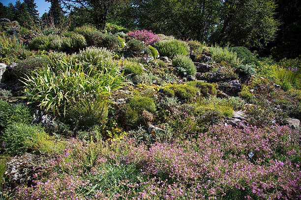 alpinum in botanical garden, with blue sky