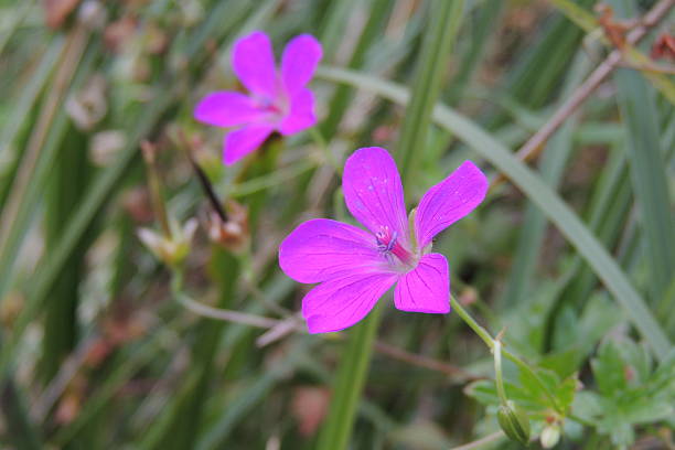 istock Pink flowers in the field 610135384