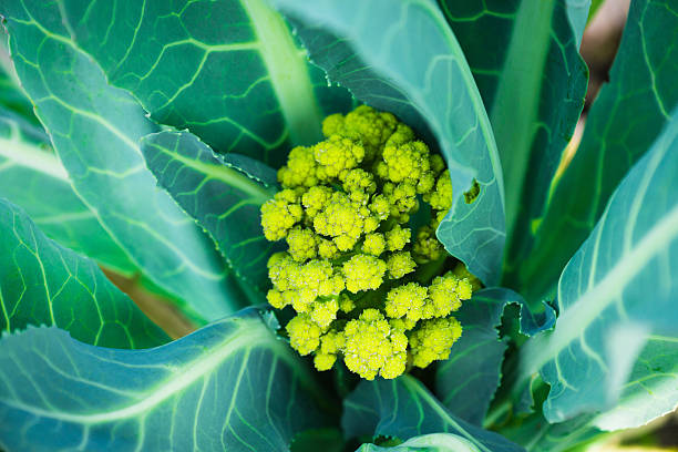 istock Romanesco cauliflower in the garden 610137298