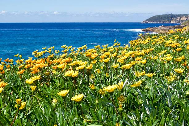 Flower bed of Yellow Gazanias with Manly coastline in the  background.