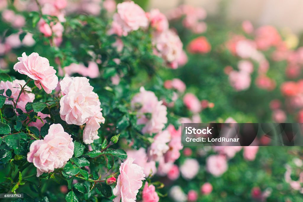 Rose garden Rose bushes with pink flowers in bloom. Rose - Flower Stock Photo