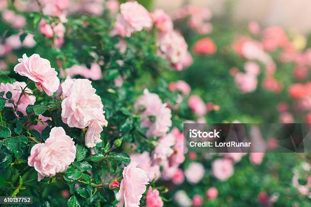 Rose Garden Stock Photo - Download Image Now - Rose - Flower, Pink Color, Rose Garden