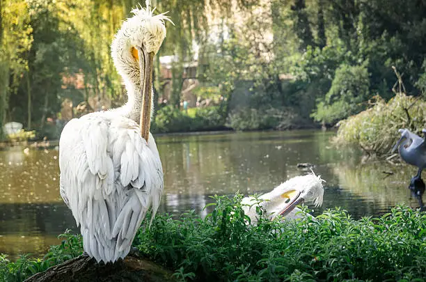 Photo of Beautiful white feathered wild dalmatian pelican